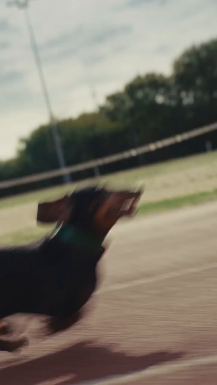 Pooch & Mutt ad